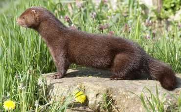 Норка американская