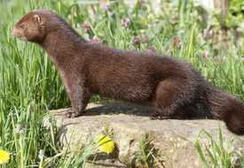 Норка американская