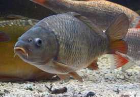 Сазан (карп)