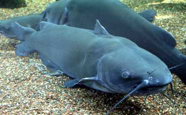 Сом обыкновенный