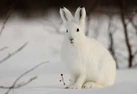 Заяц беляк