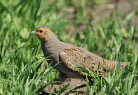 Куропатка серая