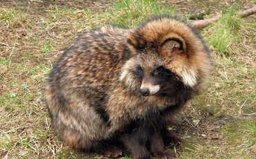 Енотовидная собака