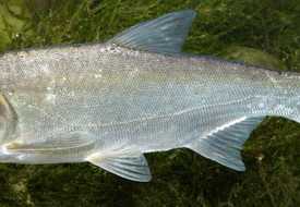 Толстолобик белый