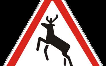 Живность на дороге