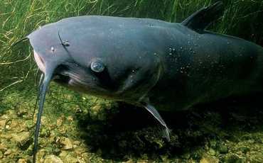 Сомик канальный