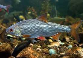 Красноперка