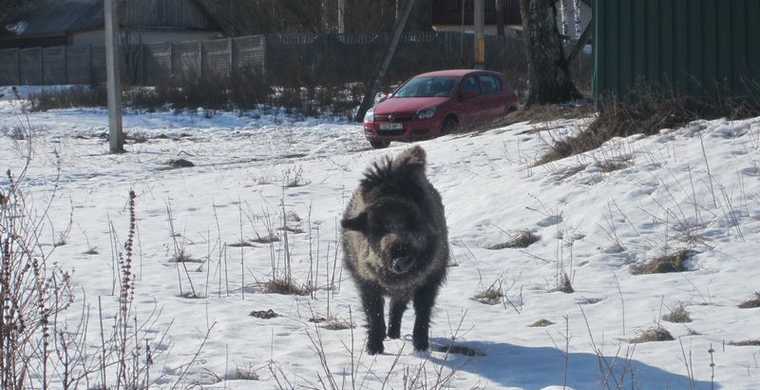 Кабан из Новополья