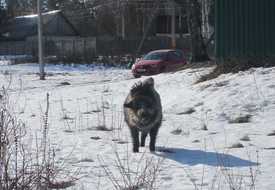 Кабан из Новополья