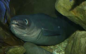 Угорь речной