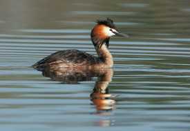 Поганка большая (чомга)