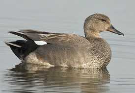 Утка серая