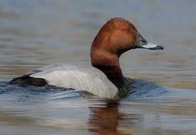 Чернеть красноголовая 