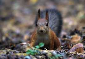 Белка обыкновенная