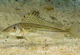 Ерш донской (носарь)