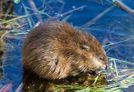 Ондатра