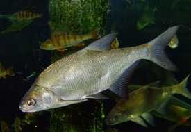 Белоглазка