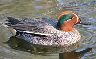 Чирок-свистунок