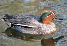 Чирок-свистунок