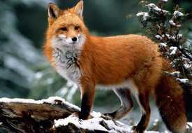 Лисица обыкновенная