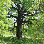 Усадьба Левицких (Карпиловка), июнь 2015