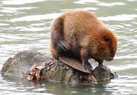 Речной бобр