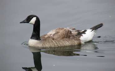 Казарка канадская