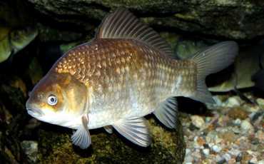 Карась золотой (обыкновенный)