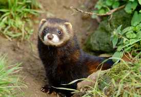 Хорек лесной