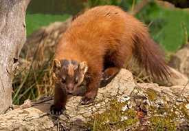 Куница лесная