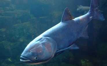 Толстолобик пестрый