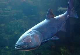 Толстолобик пестрый