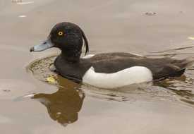 Чернеть хохлатая