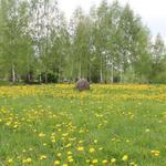 Валун Дед (Минск), май 2012