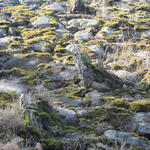 Усыпальница Завишей (Узда), март 2016